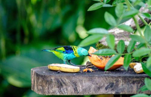 Casa dos Pássaros na areia a 20m da Praia da Baleia com 3 suítes e 1 dorm com ar condicionado, wifi, smart tv, cozinha completa e churrasqueira - Foto 60
