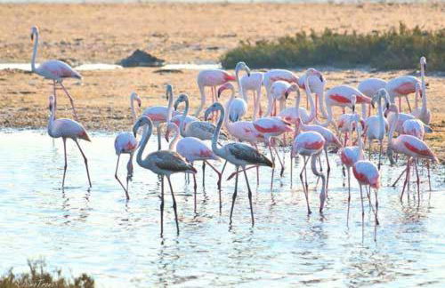 Villa Vistasalentina Piano terra - Foto 19