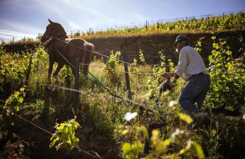 Quinta da Côrte - Foto 40