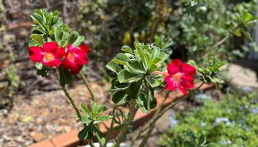 Casinha da vovó - Foto 2