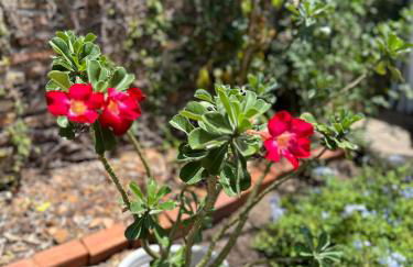 Casinha da vovó - Photo 2