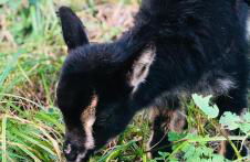 Quinta Pereirinha - A Private 3 Bedroom Home, Close to Hiking Traile w Ocean Views - Pico Island, Azores - Photo 7