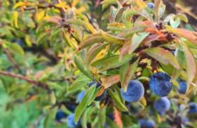 La Era de Lardiés - Photo 42