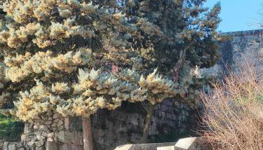 La Antigua Muralla - Foto 1