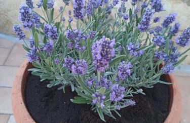 Villa Orsa Maggiore - a pochi passi dal mare - Foto 26