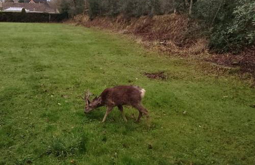 Forest Cabin Retreat - Sleeps 2 - Wifi & Garden - Foto 19