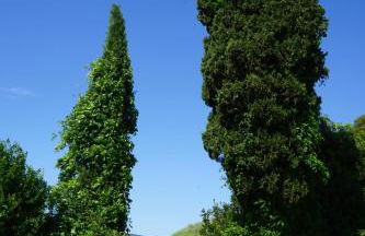 Fattoria Di Cavaglioni - Foto 51