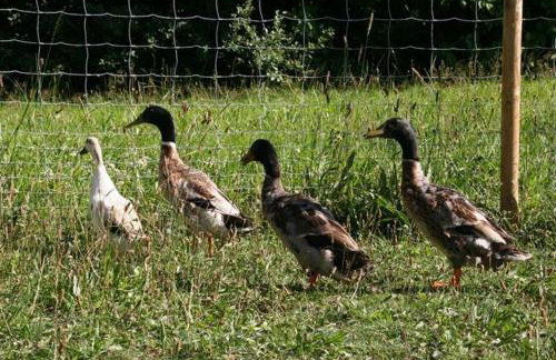 Schönhaar Schwenden 2 - Photo 24