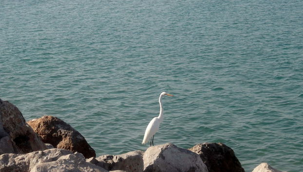 Tour por Tampico e pela praia Miramar