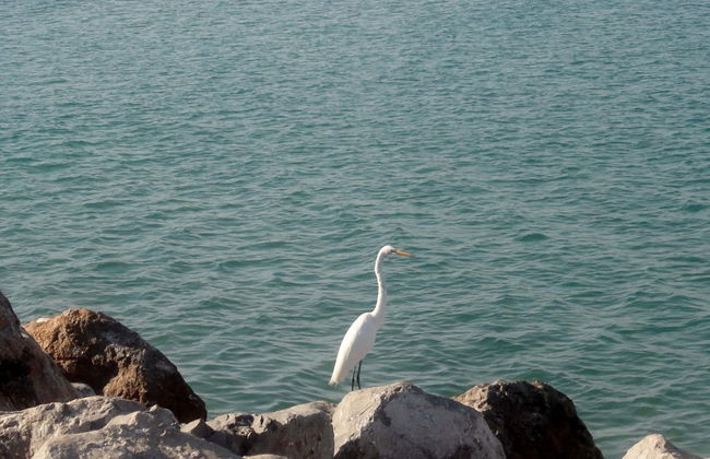 Tour di Tampico e della spiaggia di Miramar - Foto 5