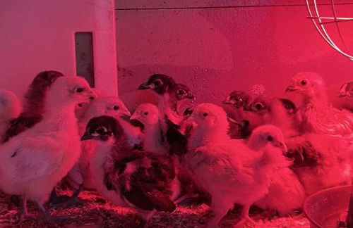 Maison indépendante avec vue exceptionnelle au Pays d'Auge - FR-1-497-259 - Foto 15