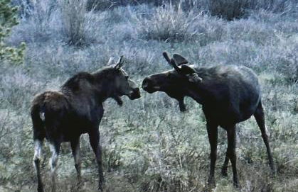 Log Cabin! Hot Tub|Sauna|Fire Pit|Mnt. Access! - Foto 48