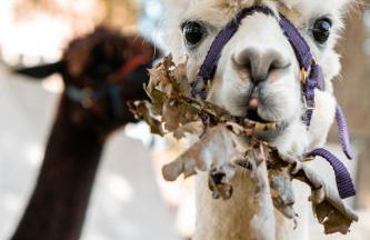 Ferienwohnung Sternenzelt Alpakas - Natur & Tiere hautnah erleben - Foto 1
