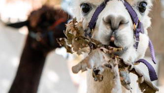 Ferienwohnung Sternenzelt Alpakas - Natur & Tiere hautnah erleben - Foto 1