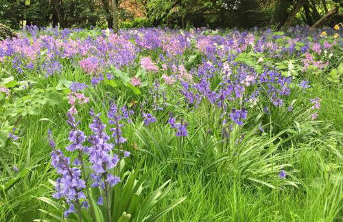 The Hen House - Foto 20