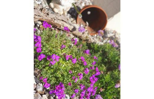 Schwanke's Holiday Home Seeadler - Foto 9