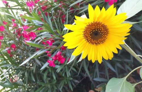 Maison camargaise - Photo 8