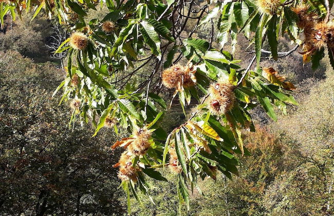 Casa Hürlimann Erholung Im Malcantone - Foto 39