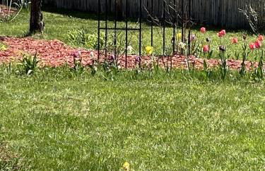 Secluded Upstate New York Glamping Cabin for the Ultimate Outdoor Adventure - Foto 13