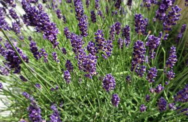 Apartman EN - Foto 51