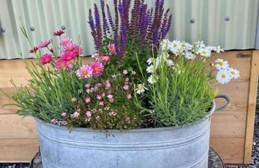 Luxury Shepherd Hut on small South Hams farm, Devon - Foto 12
