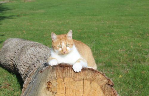 Gîtes à l'ombre des chênes - Foto 72
