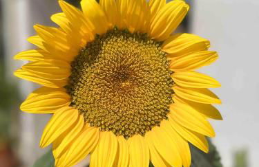 Petit Paradis - Foto 14