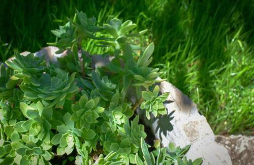 Bonaventura - Countryside Villa near Split with Private Pool - Photo 63