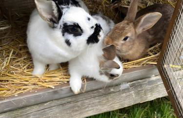 Das Falken Nest - Foto 18