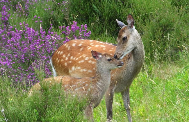 Aughrim Holiday Village - Photo 79