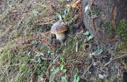 La Lancha del Jerte - Foto 34