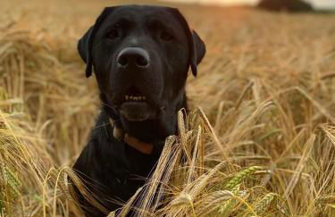 Stewards Cottage - Foto 44