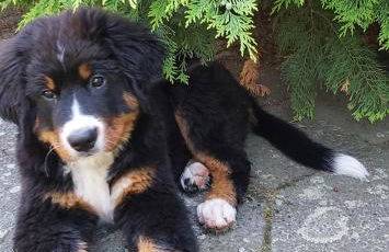 Apartment Dietze - Foto 35