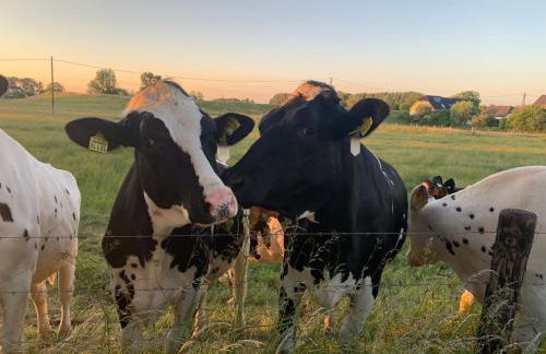 Haus Am Damm - Foto 33