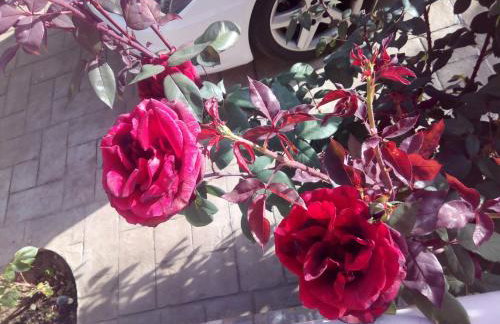 Village perfume - Photo 66