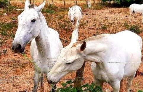 Quinta Marinhais para férias no Ribatejo - Foto 32