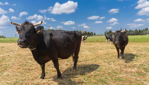 AGRITURISMO SCALELLE - Foto 3