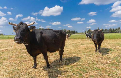 AGRITURISMO SCALELLE - Foto 4