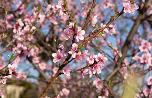 Antica Tinaia - Foto 2