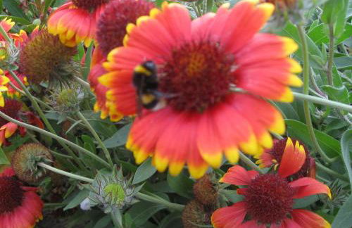 Ferienhaus in der Naehe der Ostsee - Foto 26