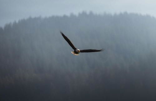 Secluded Forest Cabin with Hot Tub and Private Waterfall - Foto 55