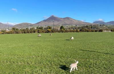 Quintenvale House - Foto 5