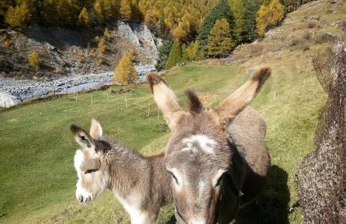 Casa Zebrusius - Zebrusius's App - Foto 38