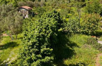 Villa Margherita vicino a SESTRI levante appartamento per 5 in Villa ottocentesca - Foto 31