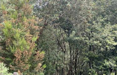 Refugio Luz de vida Anaga - Foto 12