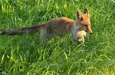 Villa La Paisible Air-conditioning, Pool & Large Garden - Foto 8