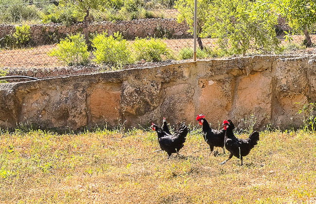 Villa Son Fornes - Foto 51