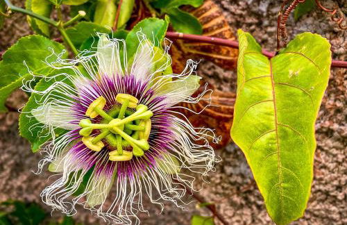 Indigo Star House - Photo 40