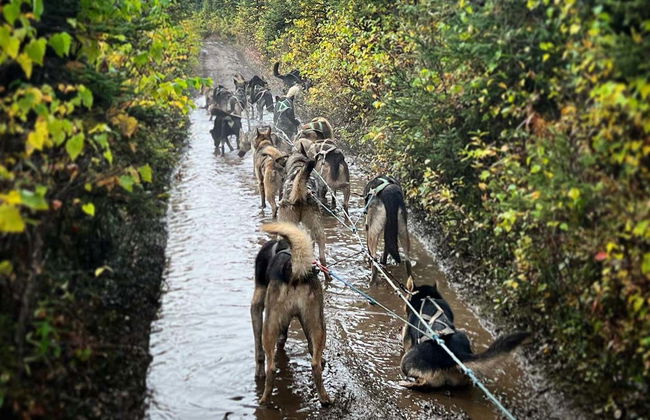 Mushing en Willow, paseo en trineo de perros en verano - Foto 6
