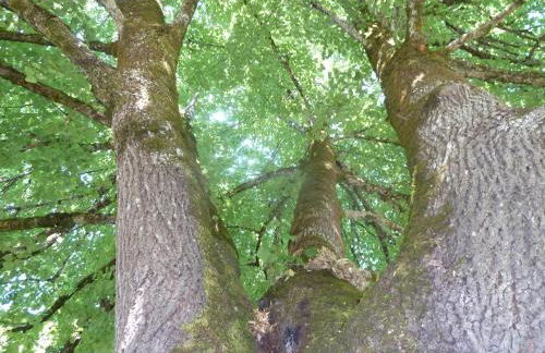 Pèque-Lèbre - Foto 16